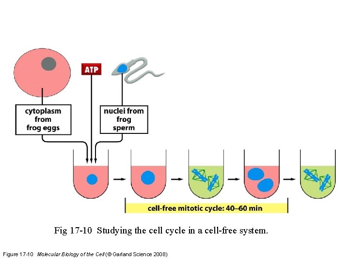 Fig 17 -10 Studying the cell cycle in a cell-free system. Figure 17 -10