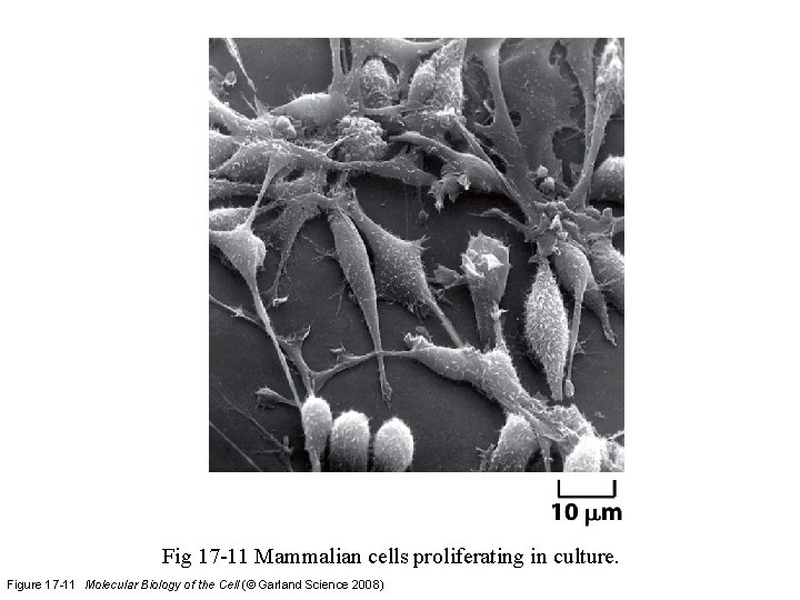 Fig 17 -11 Mammalian cells proliferating in culture. Figure 17 -11 Molecular Biology of