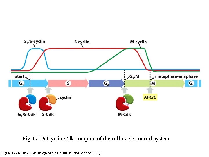 Fig 17 -16 Cyclin-Cdk complex of the cell-cycle control system. Figure 17 -16 Molecular