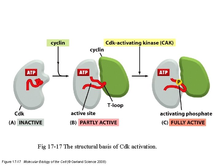 Fig 17 -17 The structural basis of Cdk activation. Figure 17 -17 Molecular Biology