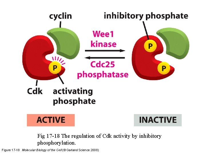 Fig 17 -18 The regulation of Cdk activity by inhibitory phosphorylation. Figure 17 -18