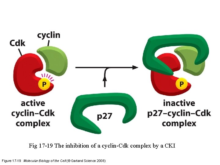 Fig 17 -19 The inhibition of a cyclin-Cdk complex by a CKI Figure 17