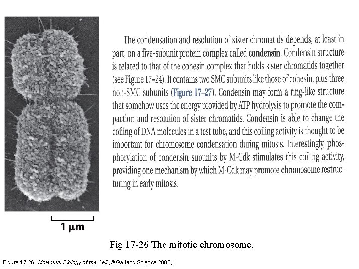 Fig 17 -26 The mitotic chromosome. Figure 17 -26 Molecular Biology of the Cell