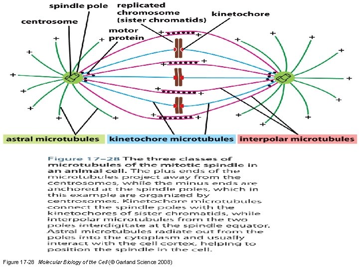 Figure 17 -28 Molecular Biology of the Cell (© Garland Science 2008) 
