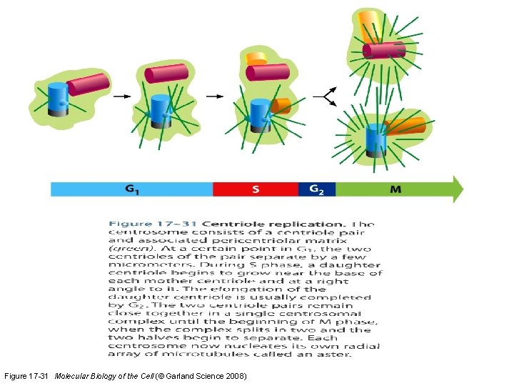 Fig 17 -31 Centriole replication. Figure 17 -31 Molecular Biology of the Cell (©