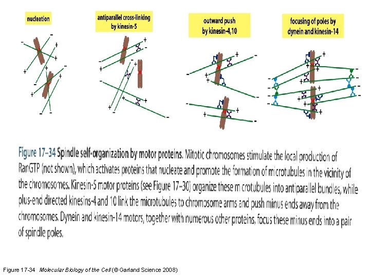 Fig 17 -34 Spindle self-organization by motor proteins. Figure 17 -34 Molecular Biology of