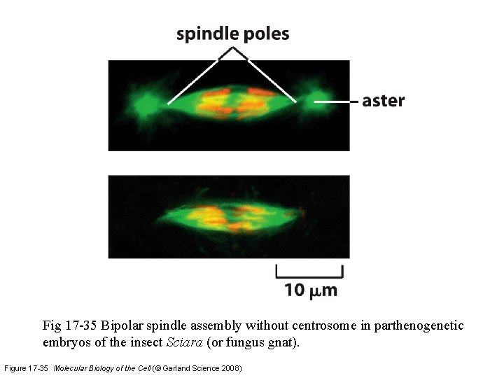 Fig 17 -35 Bipolar spindle assembly without centrosome in parthenogenetic embryos of the insect