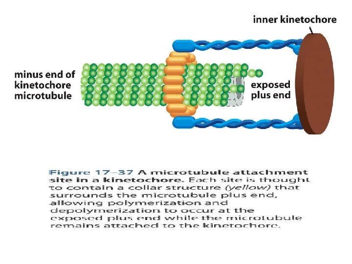 Fig 17 -37 A microtubule attachment site in a kinetochore. 