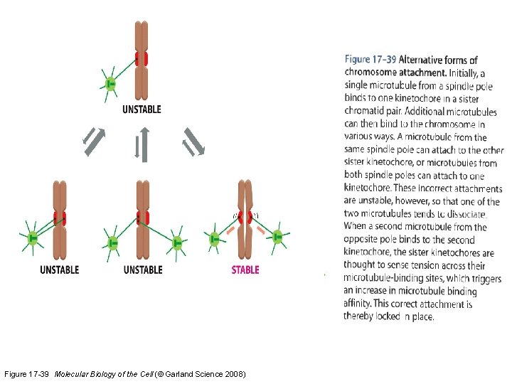 Figure 17 -39 Molecular Biology of the Cell (© Garland Science 2008) 