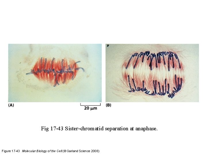 Fig 17 -43 Sister-chromatid separation at anaphase. Figure 17 -43 Molecular Biology of the