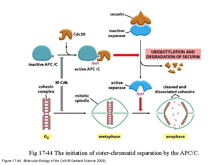 Fig 17 -44 The initiation of sister-chromatid separation by the APC/C. Figure 17 -44