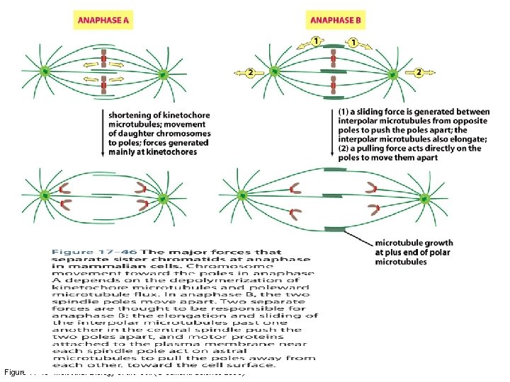 Figure 17 -46 Molecular Biology of the Cell (© Garland Science 2008) 