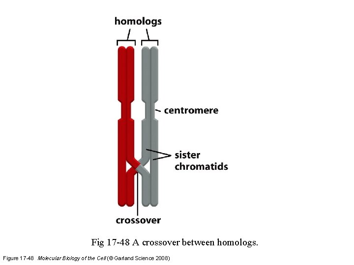 Fig 17 -48 A crossover between homologs. Figure 17 -48 Molecular Biology of the