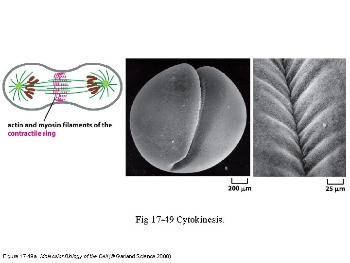 Fig 17 -49 Cytokinesis. Figure 17 -49 a Molecular Biology of the Cell (©