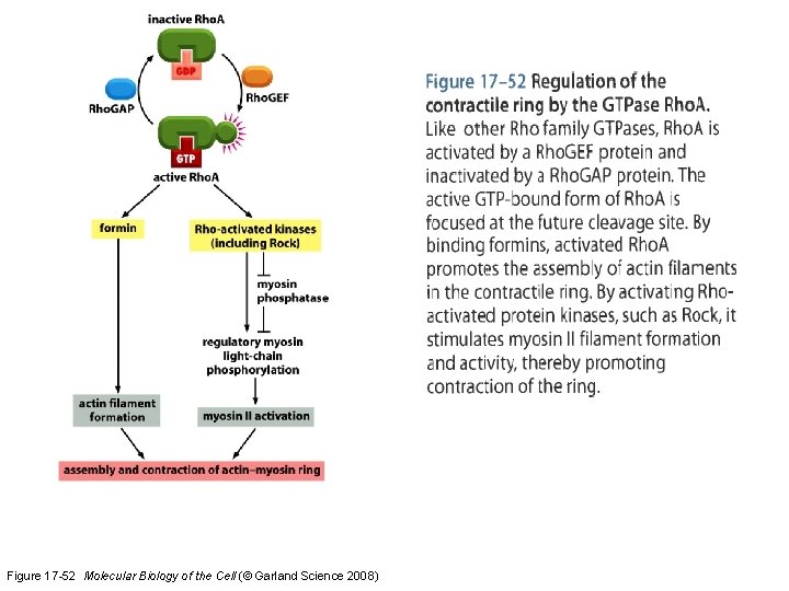 Figure 17 -52 Molecular Biology of the Cell (© Garland Science 2008) 