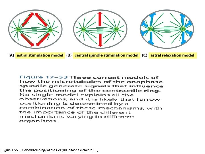 Figure 17 -53 Molecular Biology of the Cell (© Garland Science 2008) 