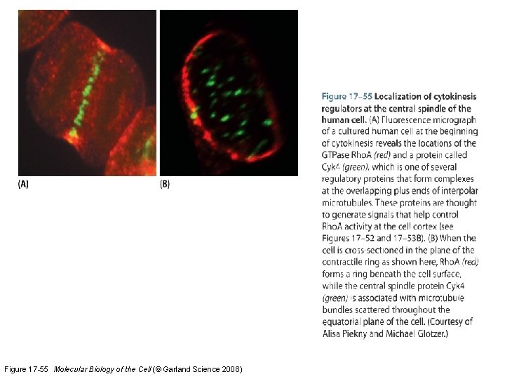 Figure 17 -55 Molecular Biology of the Cell (© Garland Science 2008) 