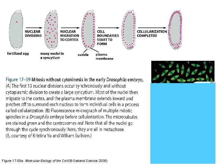 Figure 17 -59 a Molecular Biology of the Cell (© Garland Science 2008) 