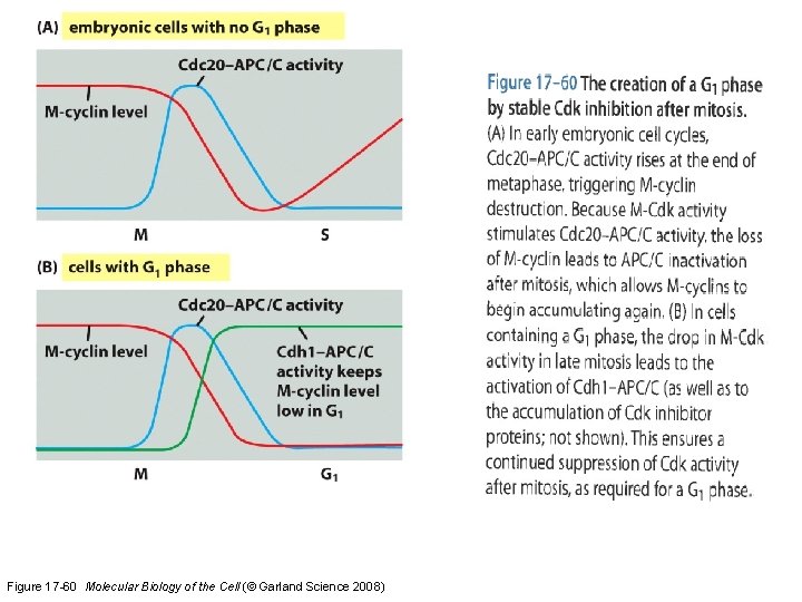 Figure 17 -60 Molecular Biology of the Cell (© Garland Science 2008) 