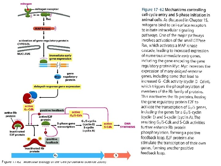 Figure 17 -62 Molecular Biology of the Cell (© Garland Science 2008) 