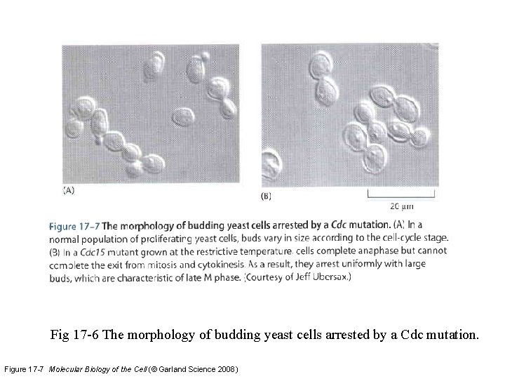 Fig 17 -6 The morphology of budding yeast cells arrested by a Cdc mutation.