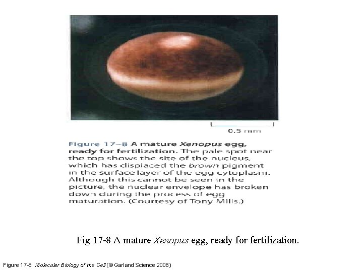 Fig 17 -8 A mature Xenopus egg, ready for fertilization. Figure 17 -8 Molecular