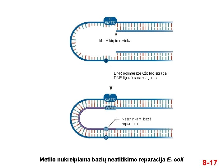 Mut. H kirpimo vieta DNR polimerazė užpildo spragą, DNR ligazė susiuva galus Neatitinkanti bazė