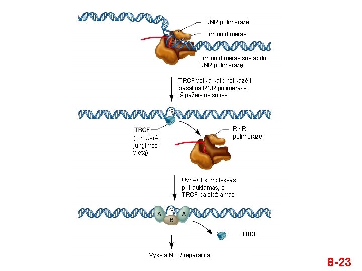 RNR polimerazė Timino dimeras sustabdo RNR polimerazę TRCF veikia kaip helikazė ir pašalina RNR