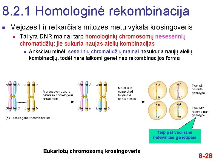 8. 2. 1 Homologinė rekombinacija n Mejozės I ir retkarčiais mitozės metu vyksta krosingoveris
