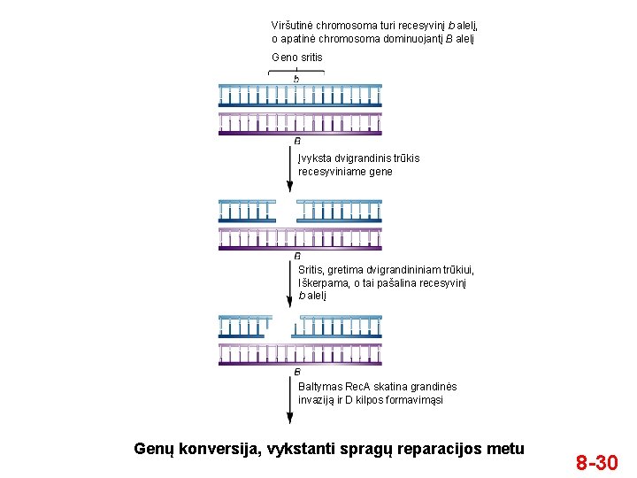 Viršutinė chromosoma turi recesyvinį b alelį, o apatinė chromosoma dominuojantį B alelį Geno sritis