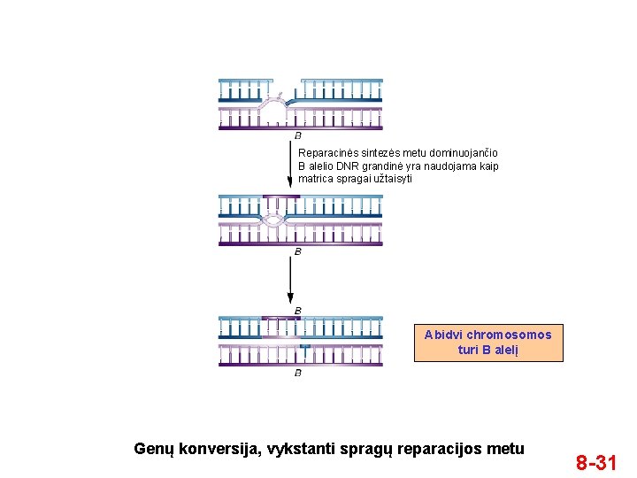 Reparacinės sintezės metu dominuojančio B alelio DNR grandinė yra naudojama kaip matrica spragai užtaisyti