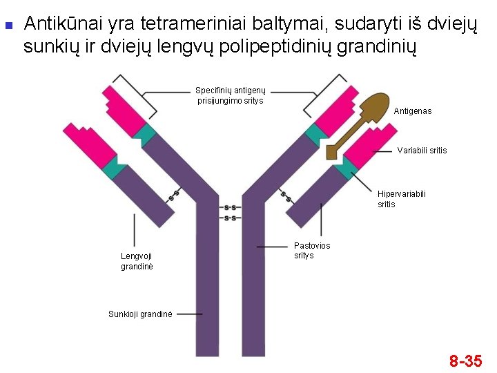 n Antikūnai yra tetrameriniai baltymai, sudaryti iš dviejų sunkių ir dviejų lengvų polipeptidinių grandinių