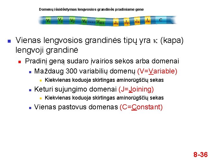 Domenų išsidėstymas lengvosios grandinės pradiniame gene n Vienas lengvosios grandinės tipų yra k (kapa)