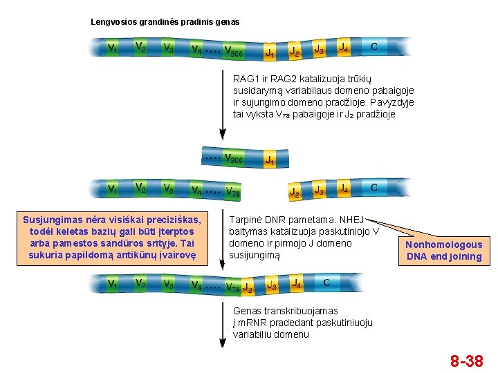 Lengvosios grandinės pradinis genas RAG 1 ir RAG 2 katalizuoja trūkių susidarymą variabilaus domeno