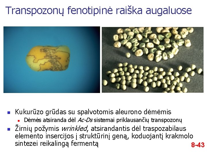 Transpozonų fenotipinė raiška augaluose n Kukurūzo grūdas su spalvotomis aleurono dėmėmis n n Dėmės