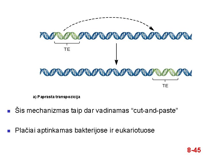 a) Paprasta transpozicija n Šis mechanizmas taip dar vadinamas “cut-and-paste” n Plačiai aptinkamas bakterijose