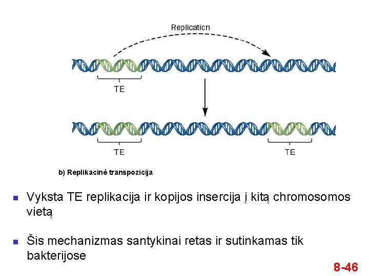 b) Replikacinė transpozicija n n Vyksta TE replikacija ir kopijos insercija į kitą chromos