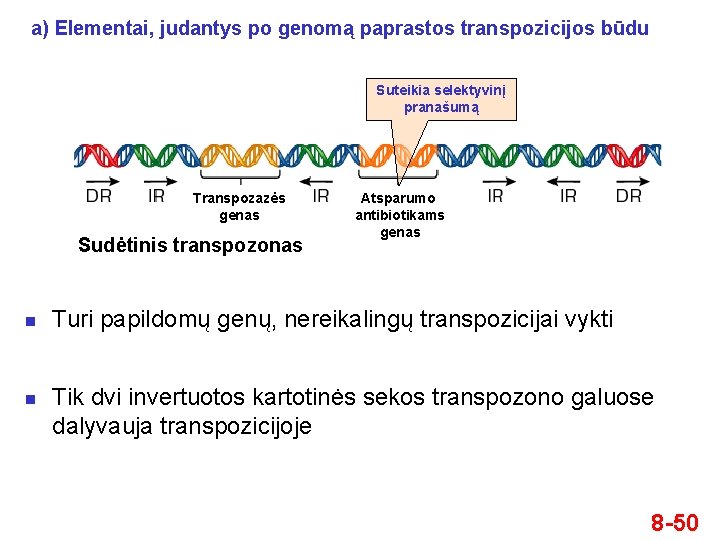 a) Elementai, judantys po genomą paprastos transpozicijos būdu Suteikia selektyvinį pranašumą Transpozazės genas Sudėtinis