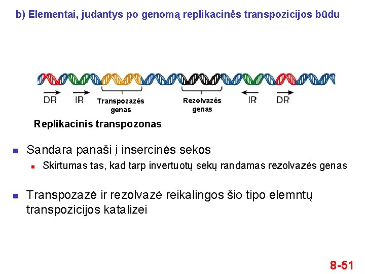 b) Elementai, judantys po genomą replikacinės transpozicijos būdu Transpozazės genas Rezolvazės genas Replikacinis transpozonas