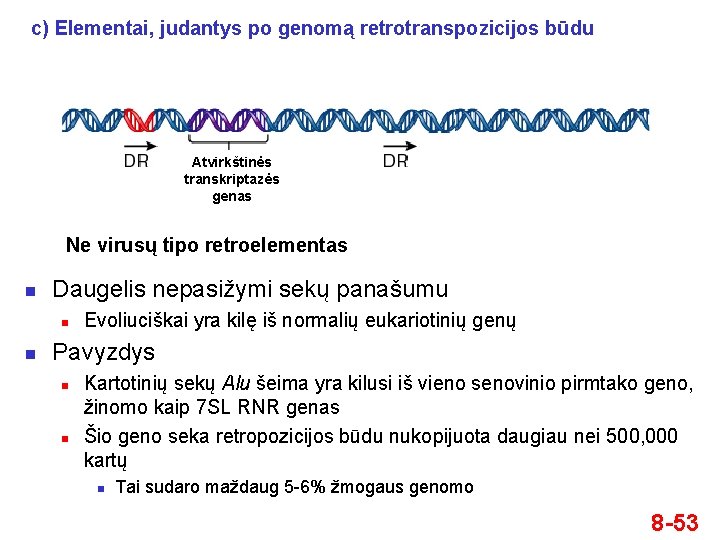 c) Elementai, judantys po genomą retrotranspozicijos būdu Atvirkštinės transkriptazės genas Ne virusų tipo retroelementas