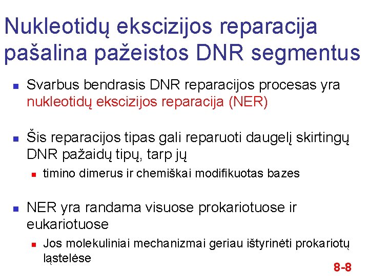 Nukleotidų ekscizijos reparacija pašalina pažeistos DNR segmentus n n Svarbus bendrasis DNR reparacijos procesas