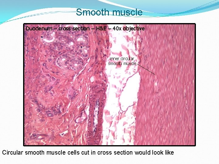 Smooth muscle Duodenum – cross section – H&E – 40 x objective inner circular