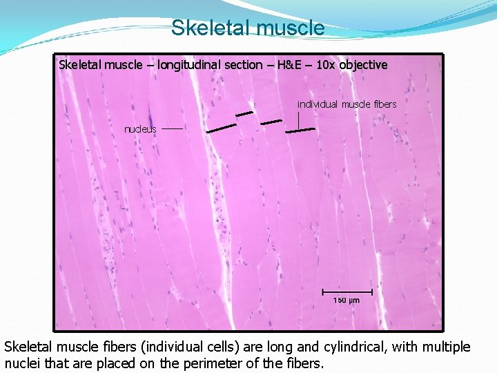 Skeletal muscle – longitudinal section – H&E – 10 x objective individual muscle fibers