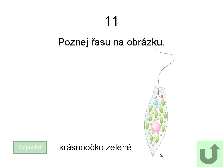 11 Poznej řasu na obrázku. Odpověď krásnoočko zelené 3. 