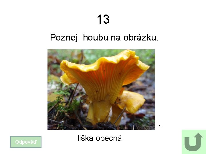 13 Poznej houbu na obrázku. 4. Odpověď liška obecná 