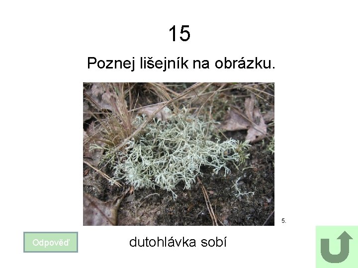 15 Poznej lišejník na obrázku. 5. Odpověď dutohlávka sobí 