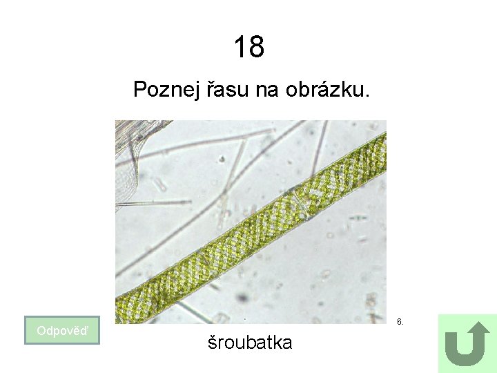 18 Poznej řasu na obrázku. Odpověď 6. šroubatka 