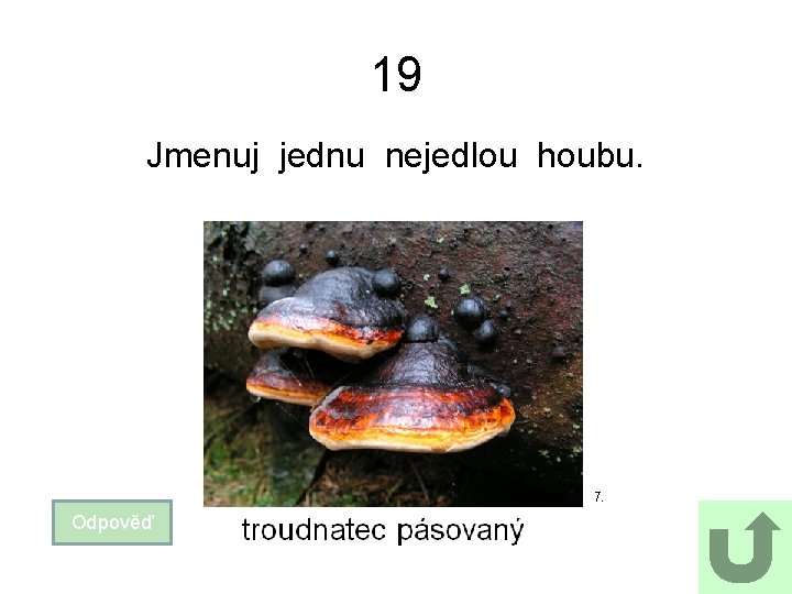 19 Jmenuj jednu nejedlou houbu. 7. Odpověď 