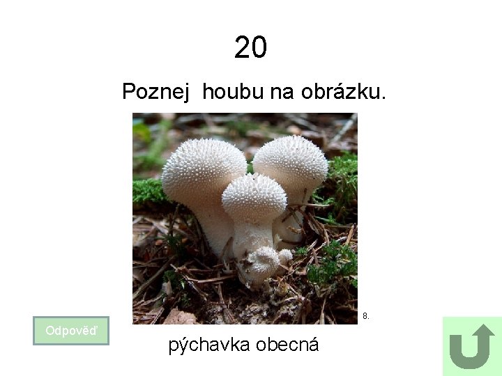 20 Poznej houbu na obrázku. 8. Odpověď pýchavka obecná 