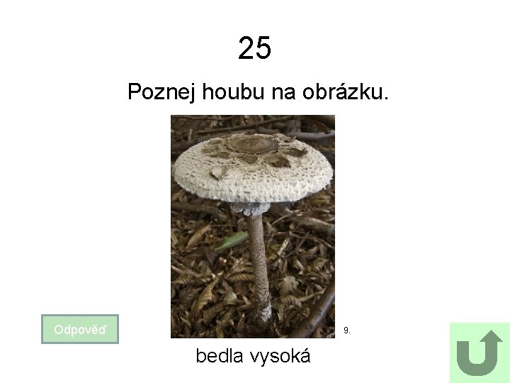 25 Poznej houbu na obrázku. Odpověď 9. bedla vysoká 